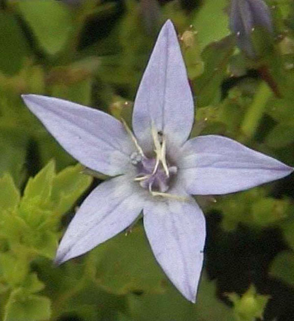 Polster Glockenblume Erinus Major - Campanula Garganica