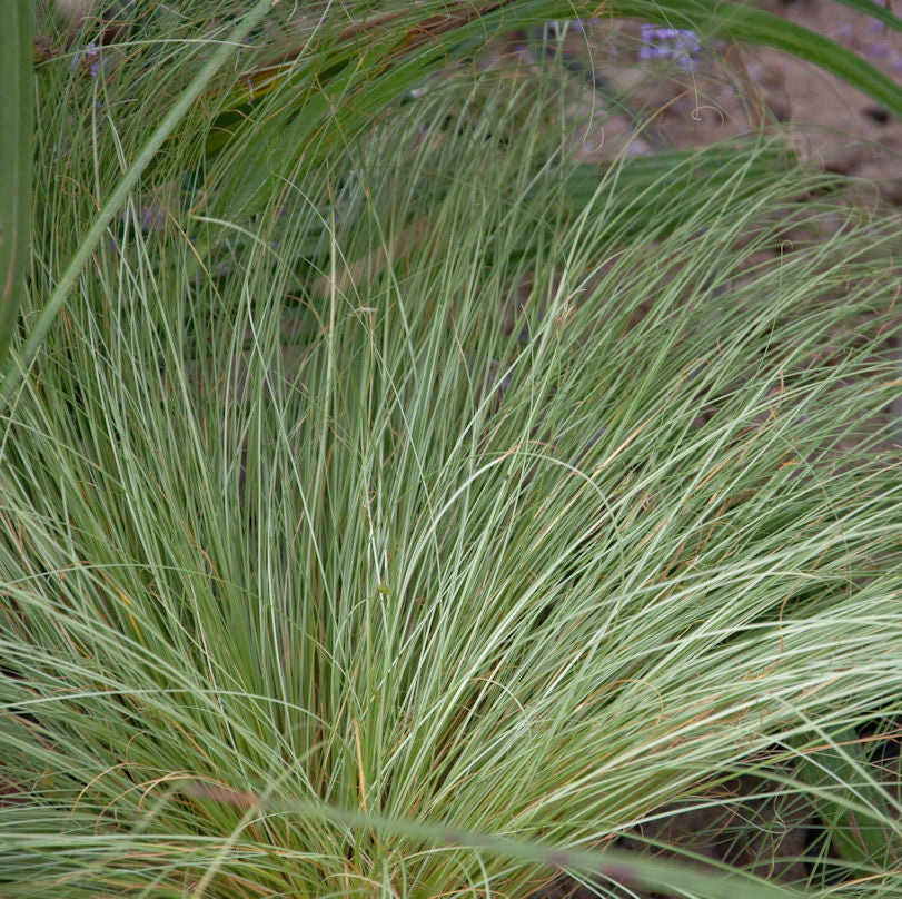 Segge Phoenix Green - Großer Topf - Carex Comans