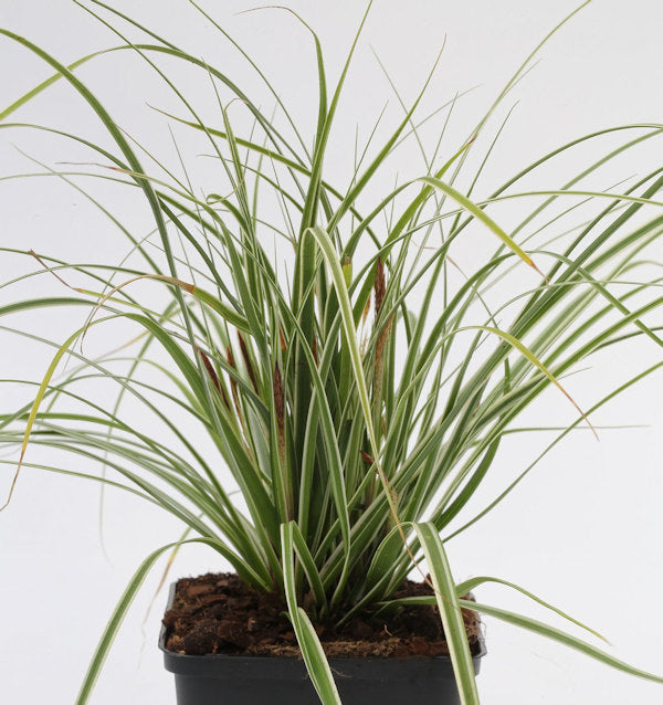 Brokat Segge Gold Fountains - Carex Dolichostachya