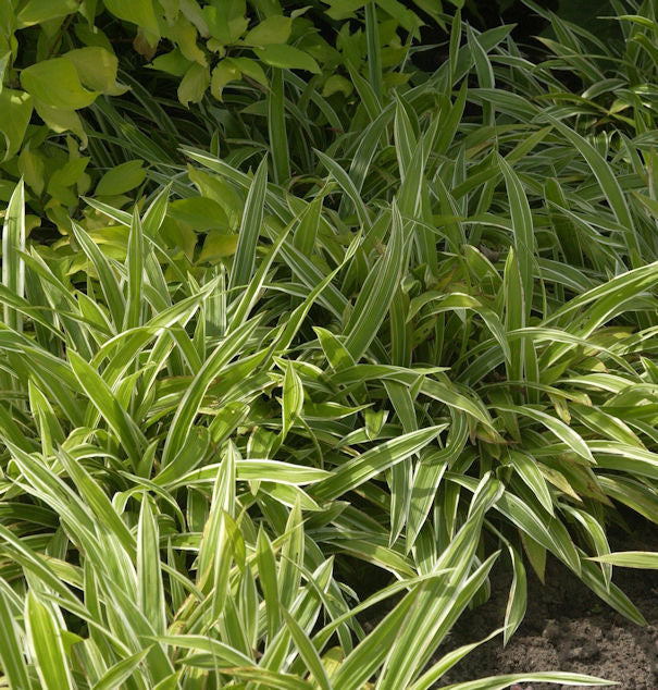 Weißbunte Teppich Segge - Carex Siderosticha