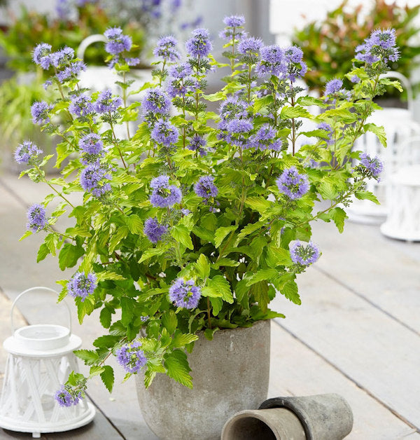 Bartblume Good As Gold 30-40cm - Caryopteris Clandonensis