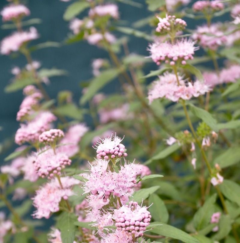 Bartblume Stephi® 30-40cm - Caryopteris Clandonensis