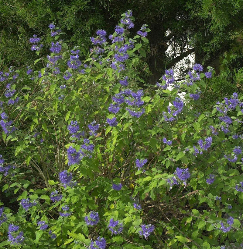 Bartblume Blauer Spatz® 30-40cm - Aryopteris Clandonensis