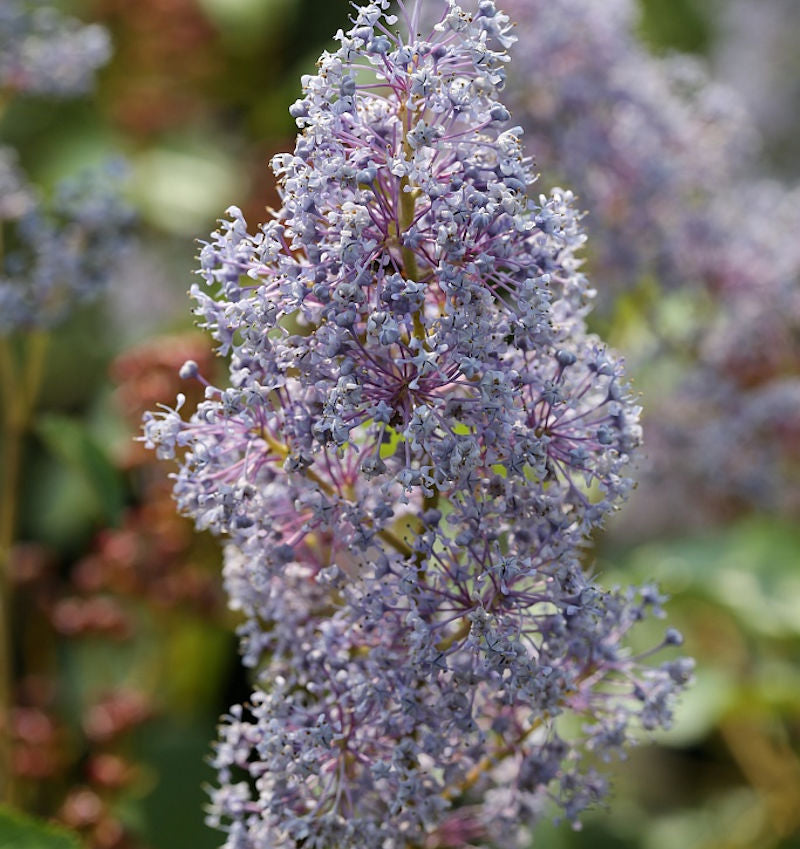Säckelblume Glorie Versailles 30-40cm - Ceanothus Delilianus