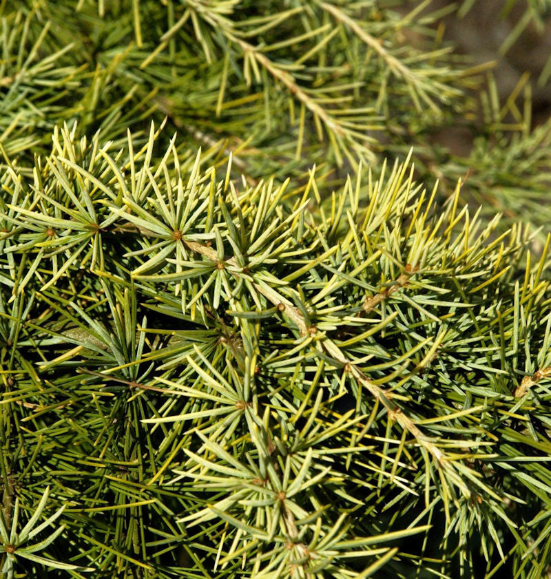 Himalaya Zeder Golden Horizon 30-40cm - Cedrus Deodara