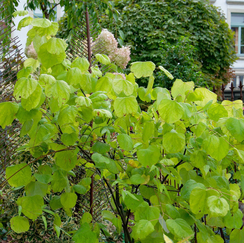 Kanadischer Gold Judasbaum 100-125cm - Cercis Canadensis
