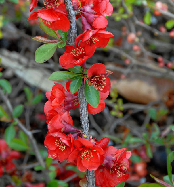 Zierquitte Nicoline 40-60cm - Chaenomeles