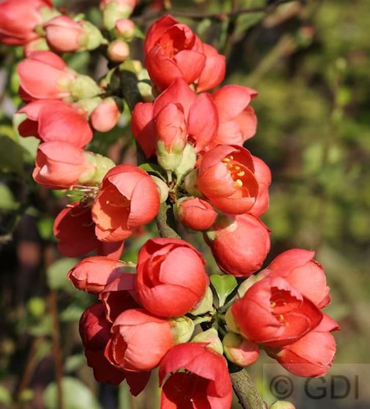 Zierquitte Orange Storm® 40-60cm - Chaenomeles