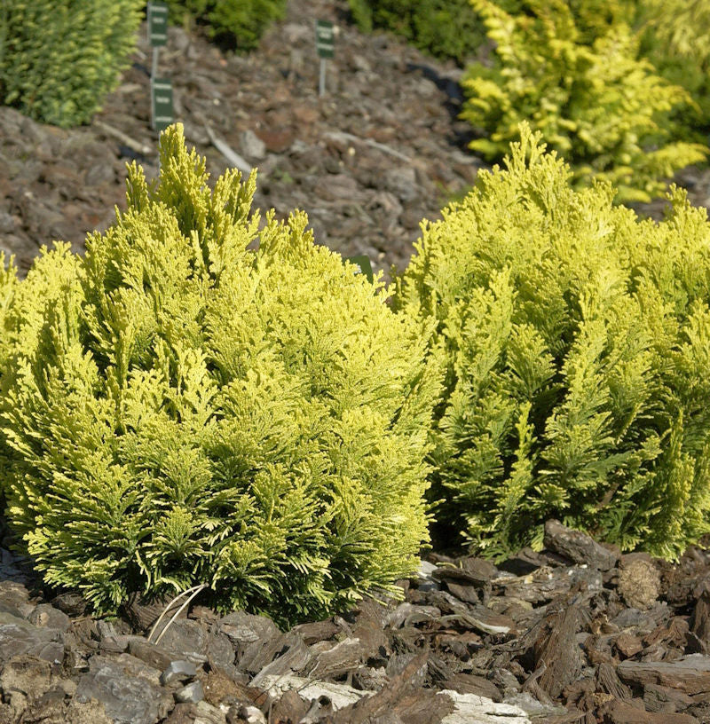 Zwerg-Scheinzypresse Mini Nova 20-25cm - Chamaecyparis Lawsoniana