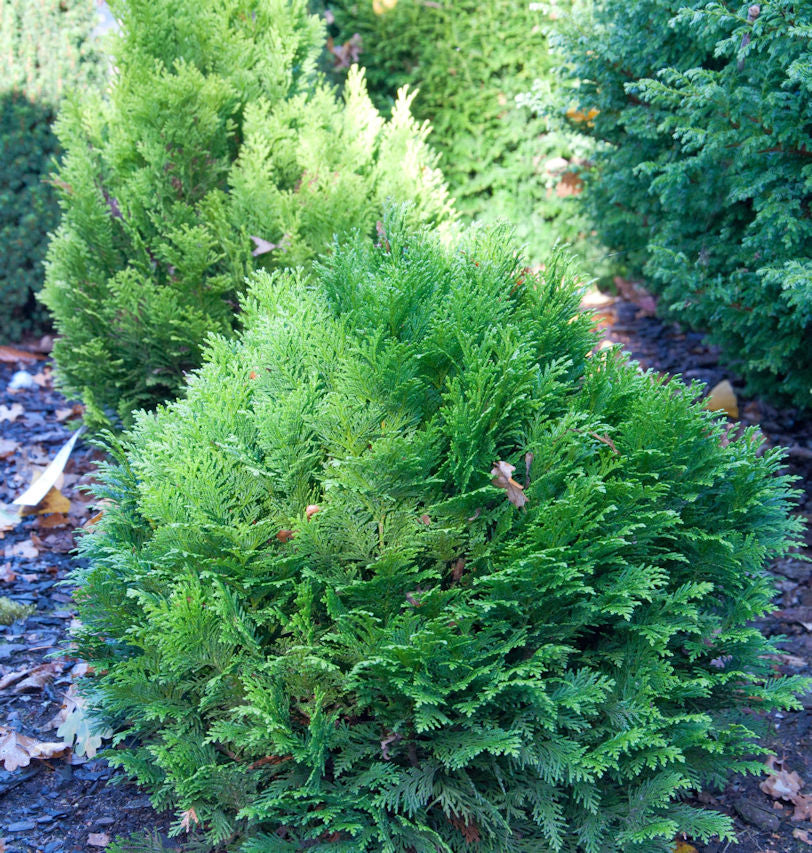 Blaue Zwergkugelzypresse Minima Glauca 15-20cm - Chamaecyparis Lawsoniana