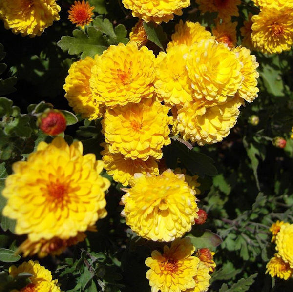 Winteraster Citronella - Chrysanthemum Hortorum