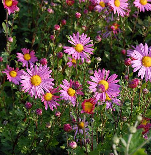 Herbstaster Clara Curtis - Chrysanthemum Zawadskii