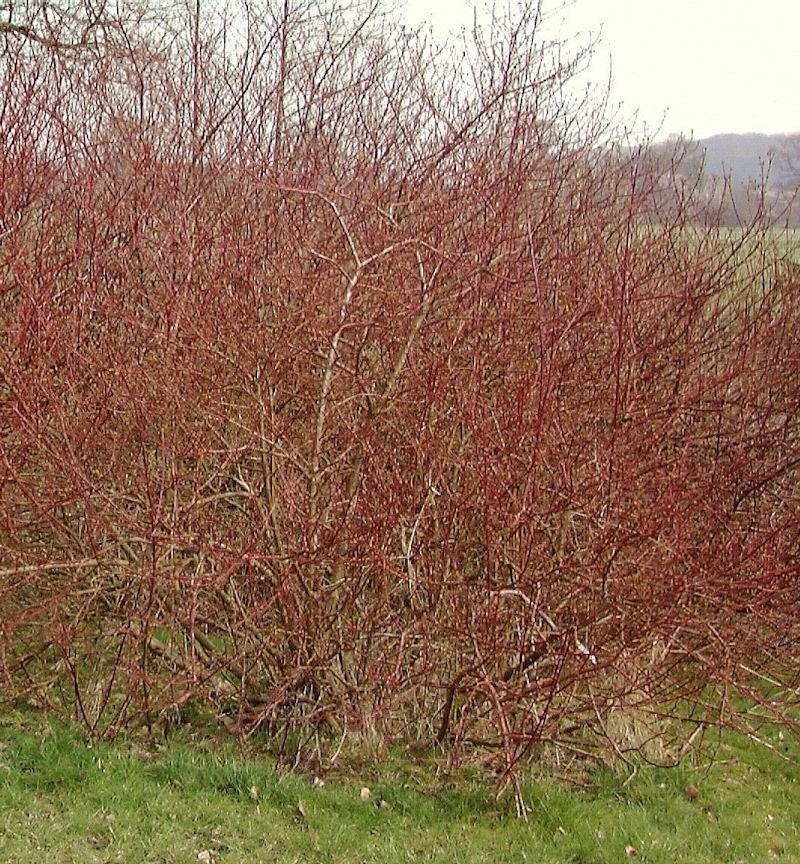 Weißbunter Sibirischer Hartriegel 40-60cm - Cornus Alba