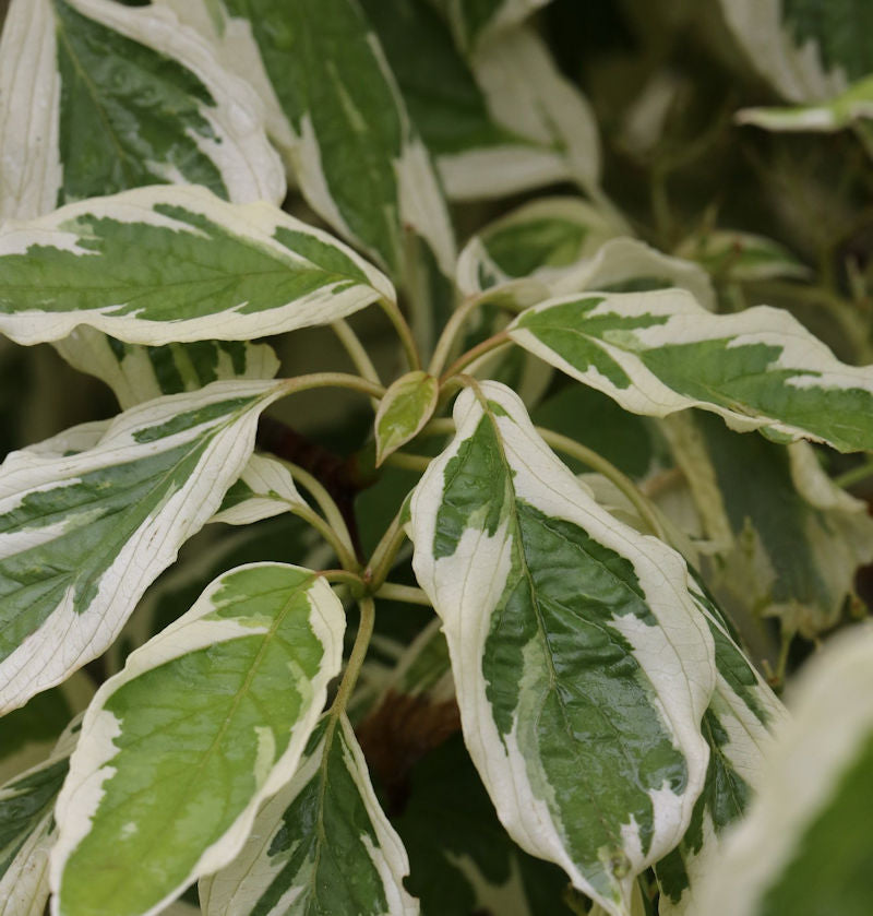 Weißbunter Pagoden Hartriegel 40-60cm - Cornus Controversa