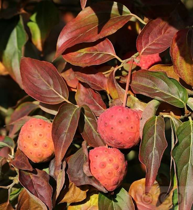 Japanischer Blumenhartriegel Cappucino 60-80cm - Cornus Kousa