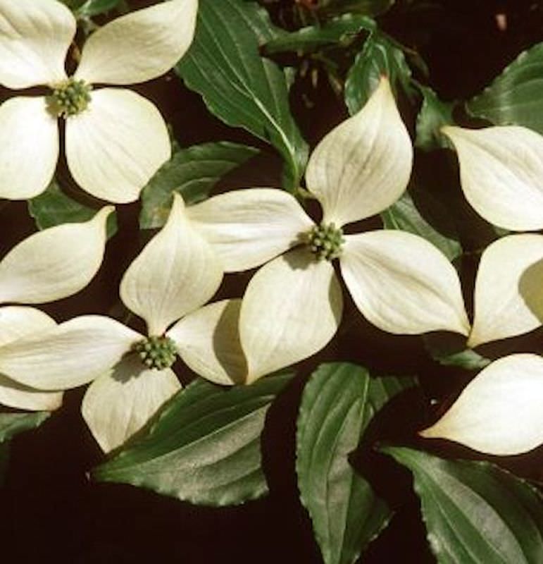 Japanischer Blumen Hartriegel Roberts Select 80-100cm - Cornus Kousa