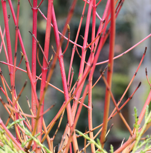 Roter Hartriegel 125-150cm - Cornus Sanguinea