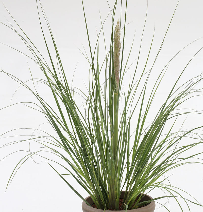 Pampasgras Evita® - XXXL Topf - Cortaderia Selloana