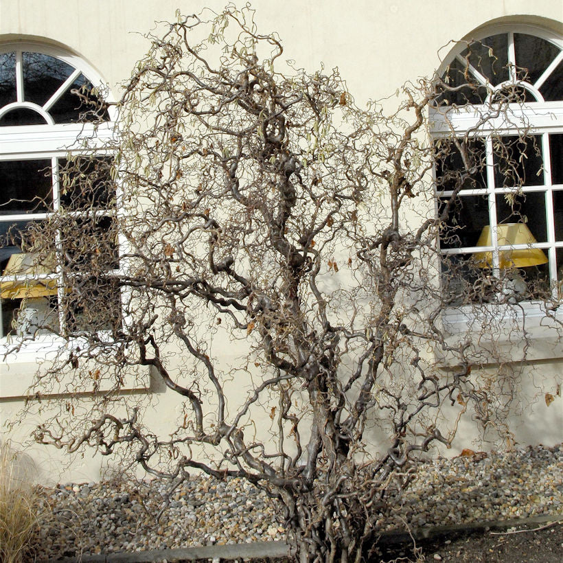 Korkenzieher Hasel 60-80cm - Corylus Avellana