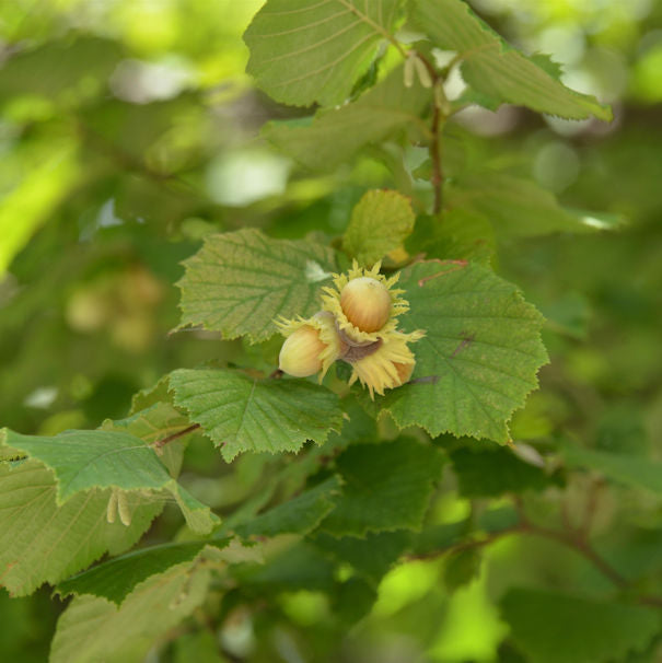 Riesenhaselnuß Hallesche Riesennuß 100-125cm - Corylus Avellana