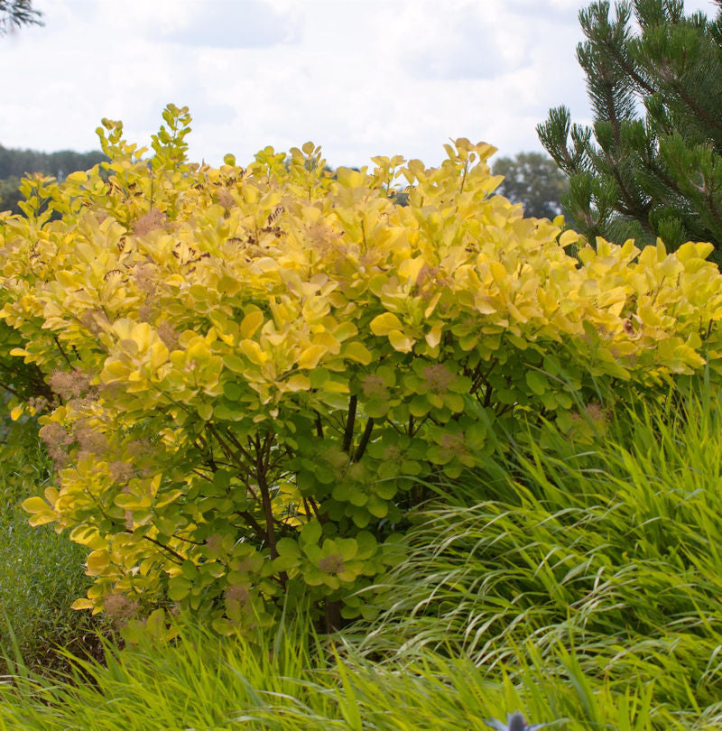 Perückenstrauch Golden Spirit® 40-60cm - Cotinus Coggygria