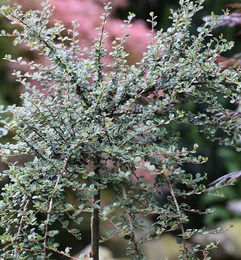 Hochstamm Kleinblättrige Zwergmispel Mirelle 80-100cm - Cotoneaster Cochleatus