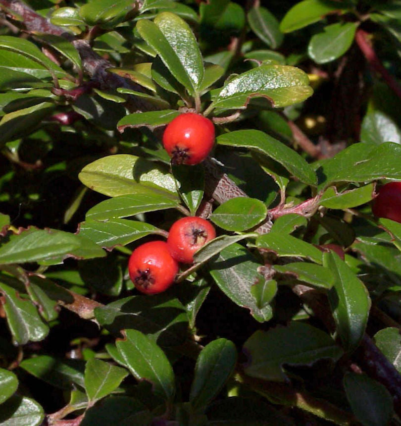 Hochstamm Kriechmispel Pancake 80-100cm - Cotoneaster Dammeri