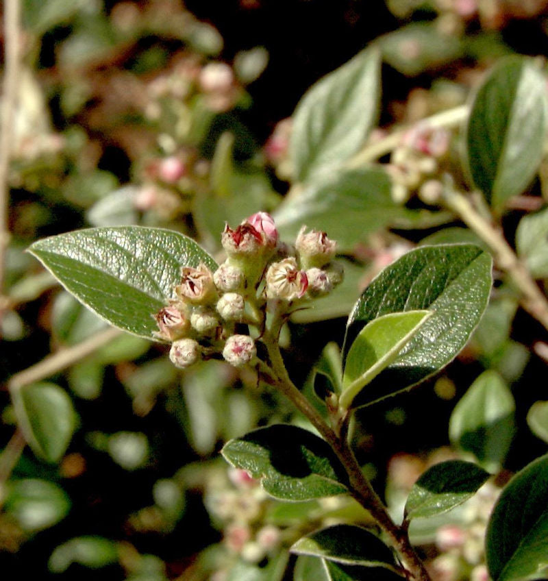 Fruchtmispel 40-60cm - Cotoneaster Franchetii