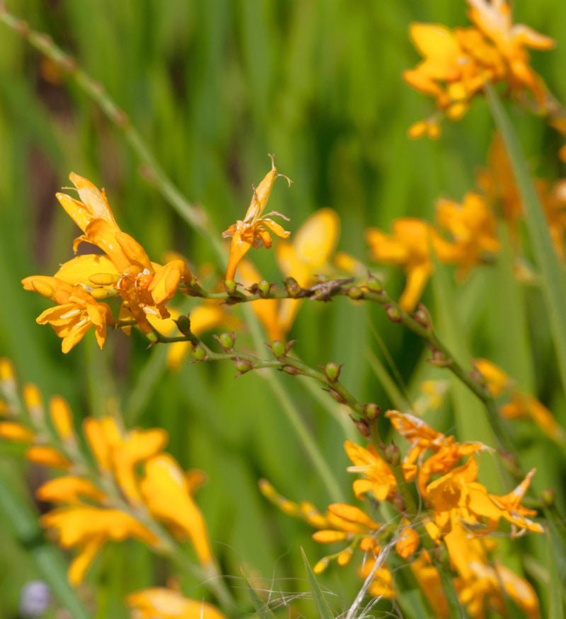 Garten Monbretie Buttercup - Crocosmia Crocosmiiflora