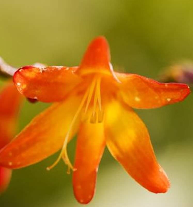 Transkei Montbretie - Crocosmia Masoniorum