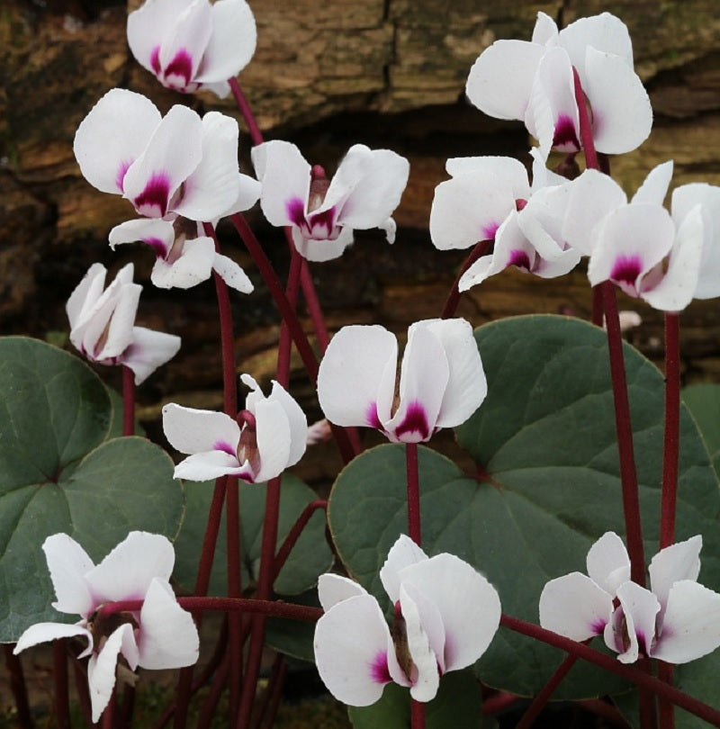 Frühlings Alpenveilchen Silver Leaf Album - Cyclamen Coum