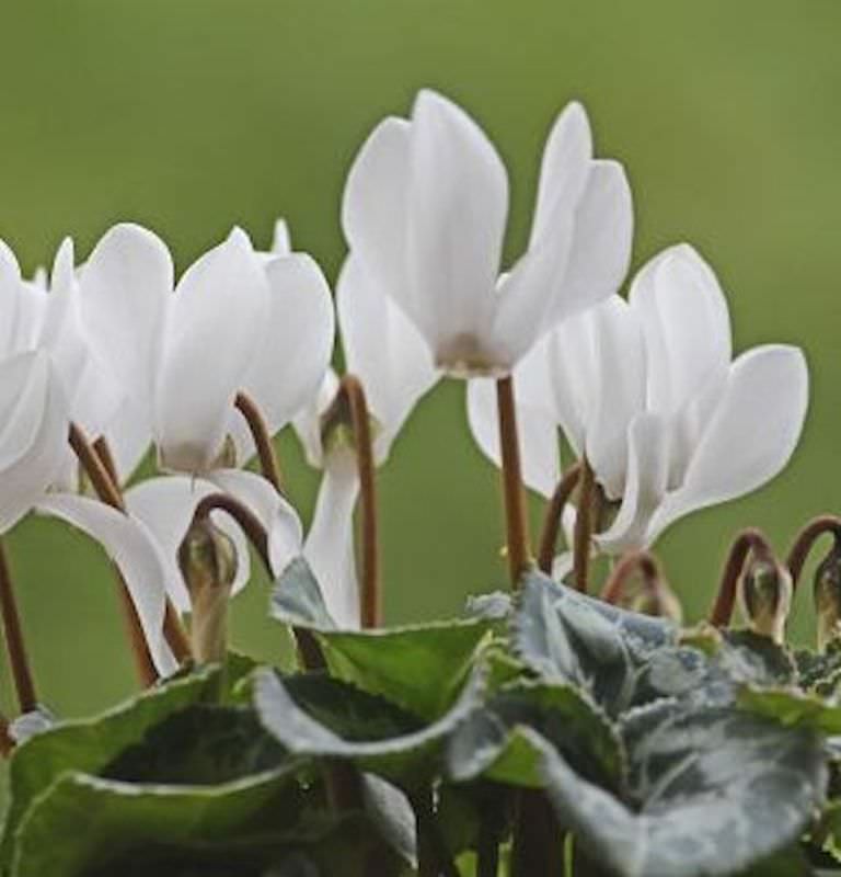 Herbst Alpenveilchen Ice Pure White - Cyclamen Hederifolium