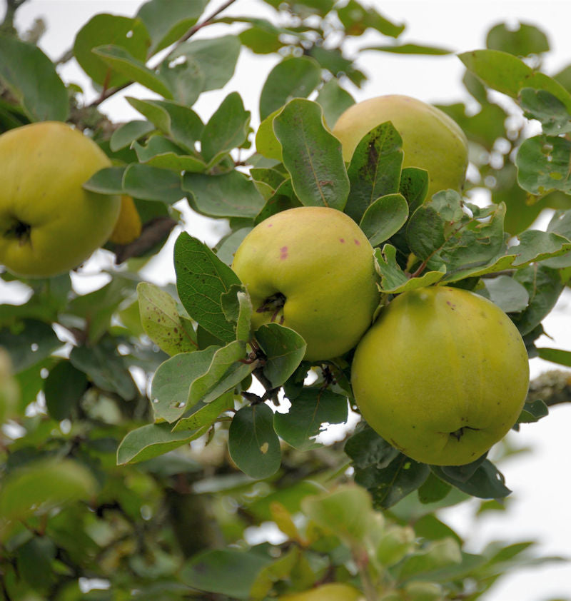 Apfel Quitte Konstantinopeler Apfelquitte 60-80cm - Cydonia Oblonga