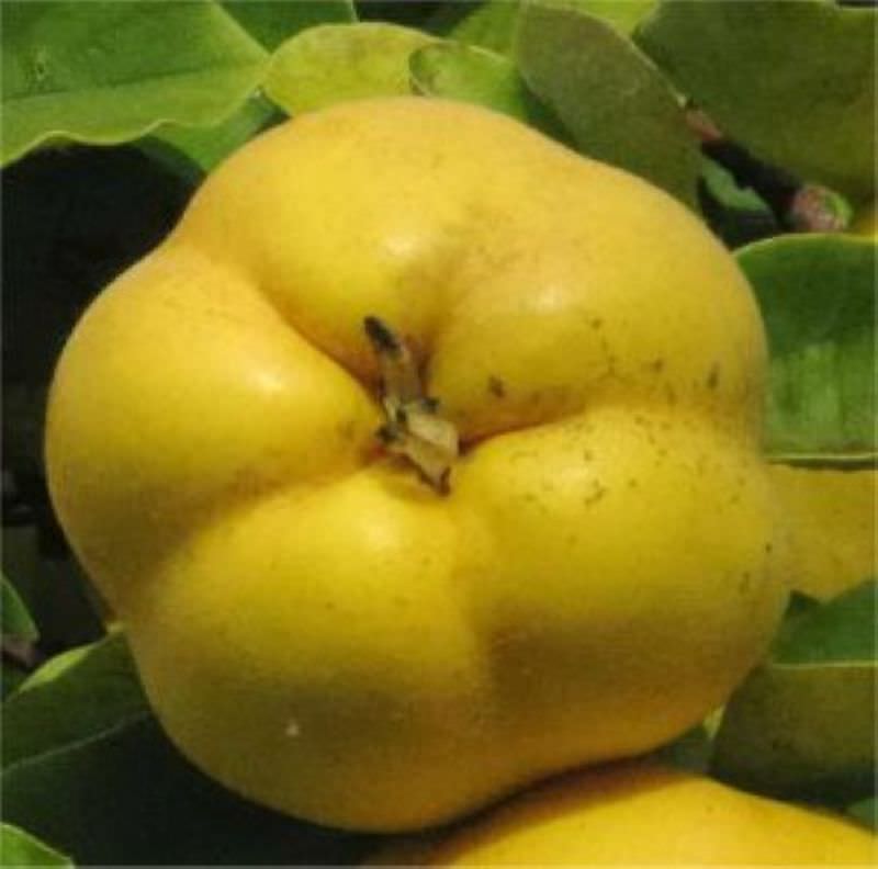Apfelquitte 125-150cm - Cydonia Oblonga