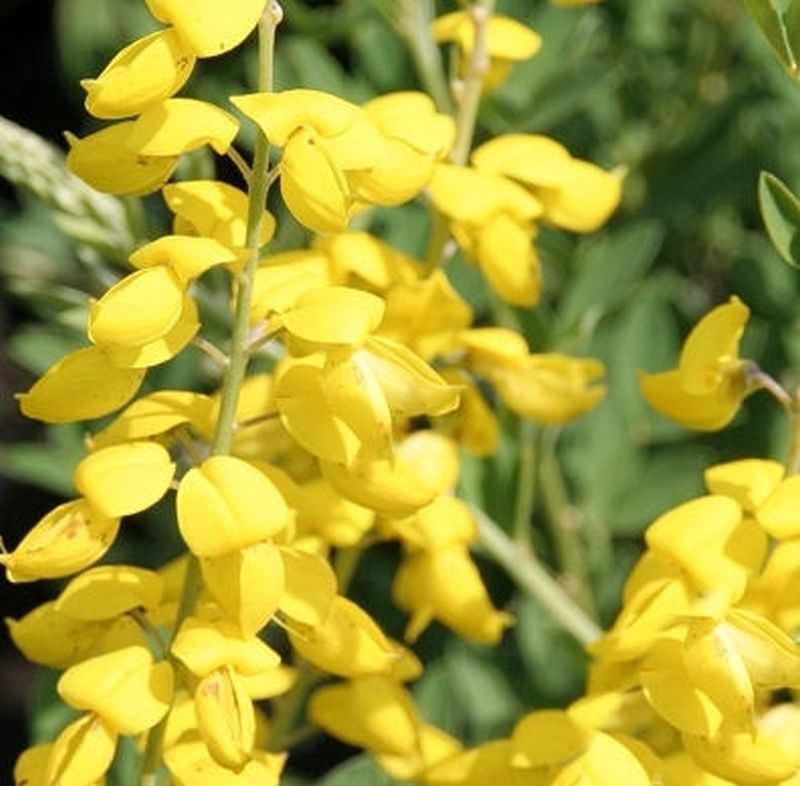 Schwärzender Ginster Cyni 20-30cm - Cytisus Nigricans