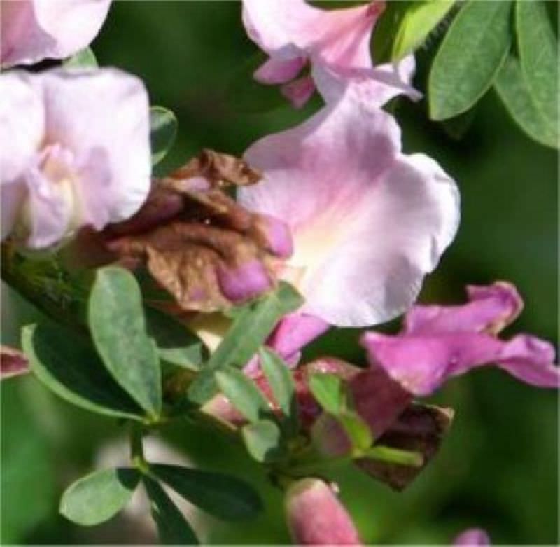 Purpurginster 30-40cm - Cytisus Purpureus