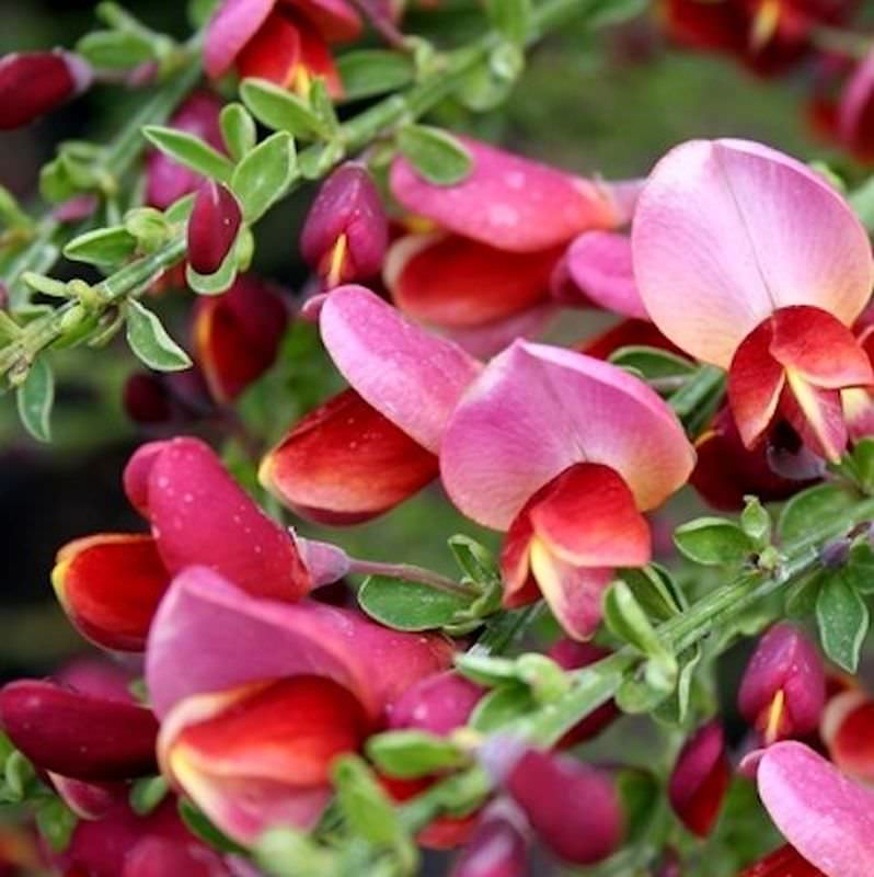 Schmuckginster Burkwood 60-80cm - Cytisus Scoparius
