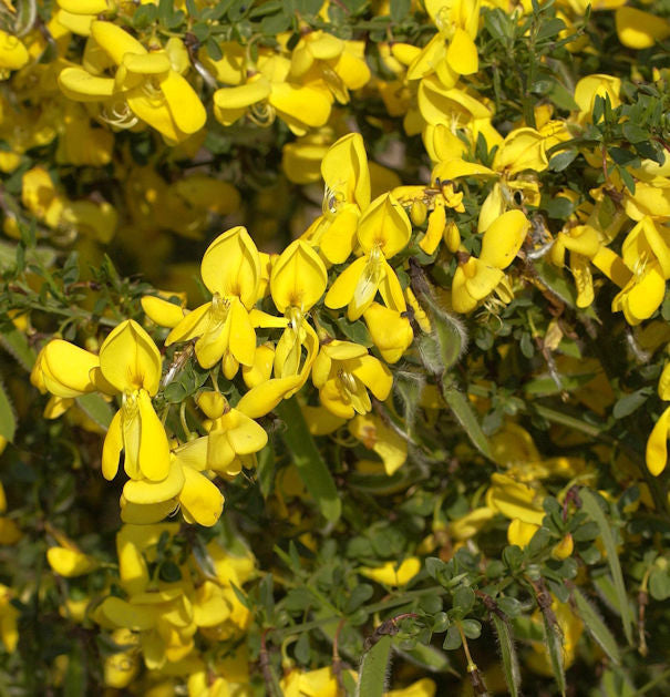 Edelginster Vanessa 60-80cm - Cytisus Scoparius