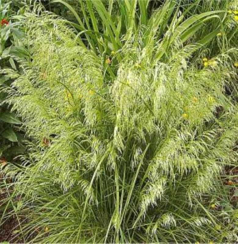 Waldschmiele Goldschleier - Großer Topf - Deschampsia