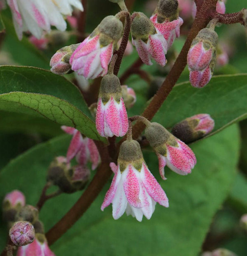 Maiblumenstrauch Codsall Pink 80-100cm - Deutzia Scabra