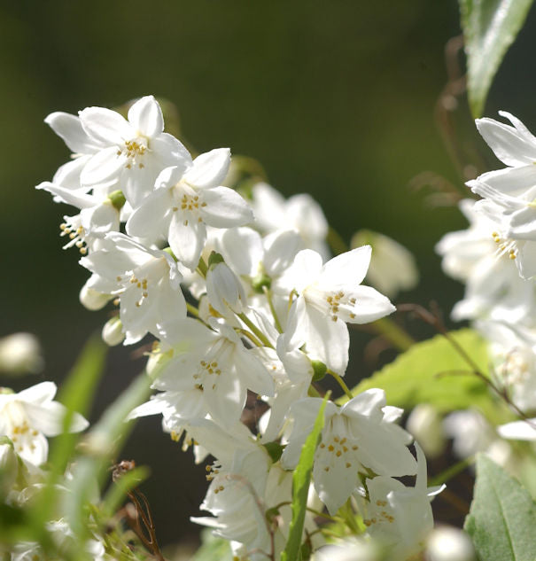 Kleine Deutzie Maiblumenstrauch 40-60cm - Deutzia Gracilis