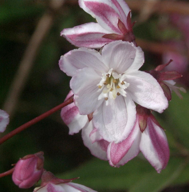 Halbhoher Sternstrauch Kamiendeutzie 125-150cm - Deutzia Kalmiiflora