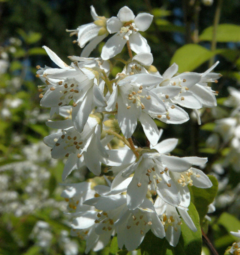 Hoher Sternchenstrauch 60-80cm - Deutzia Magnifica