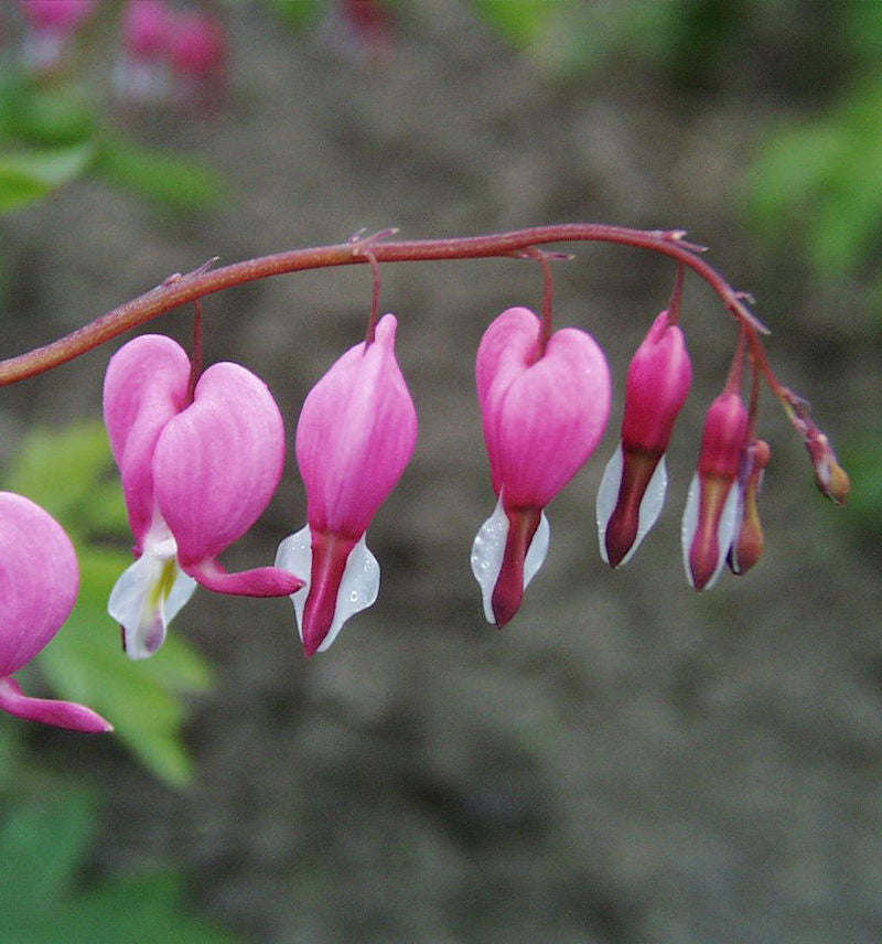 Tränendes Herz - Großer Topf - Dicentra Spectabilis