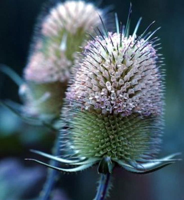 Kardendistel - Dipsacus Sativus
