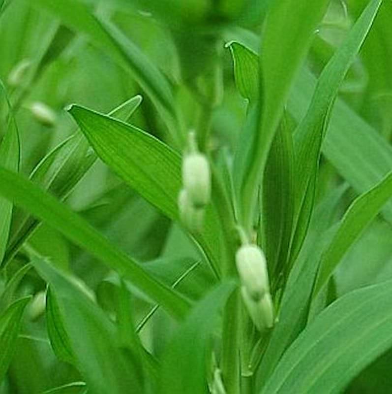 Immergrünes Salomonssiegel - Disporopsis Pernyi