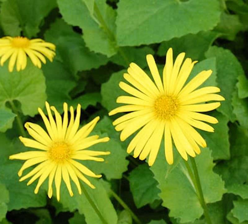 Gemswurz Magnificum - Doronicum Orientale