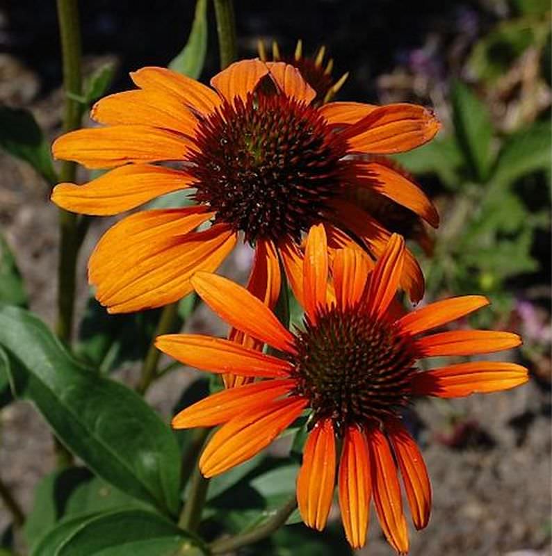 Sonnenhut Tiki Torch - Echinacea Purpurea