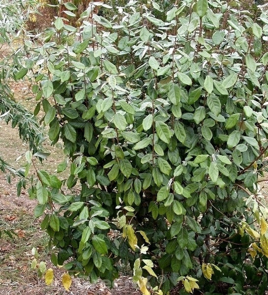 Wintergrüne Ölweide 30-40cm - Elaeagnus Ebbingei