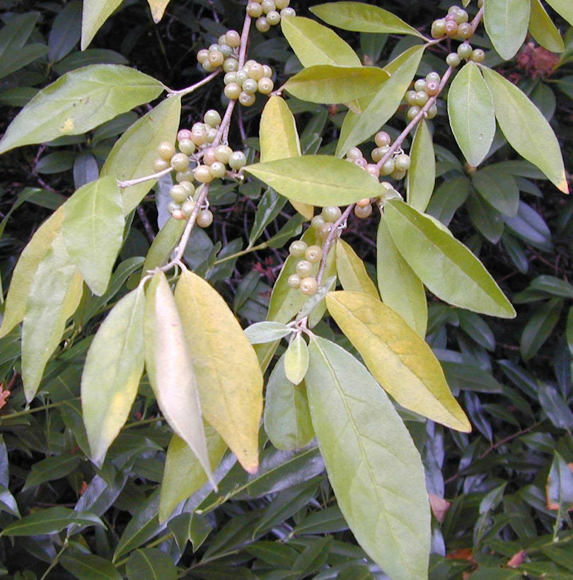 Ölweide 30-40cm - Elaeagnus Pungens